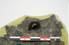 Foto von Bronzephalere (NHMW-PRAE-025405)